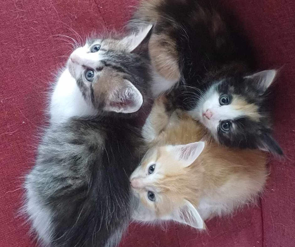 Animaux à adopter Maurice